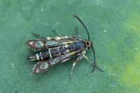 Chamaesphecia bibioniformis