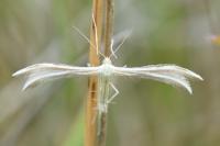 Merrifieldia baliodactyla