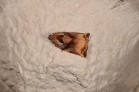Archips podana