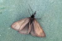 Heterogynis penella