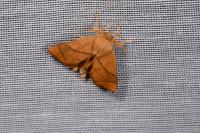 Apoda limacodes