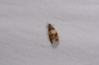 Celypha aurofasciana