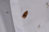 Ditula angustiorana