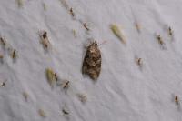 Cnephasia