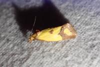 Agapeta zoegana