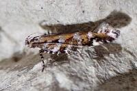 Aristotelia ericinella