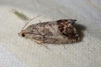 Cydia splendana