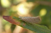 Ypsolopha alpella