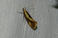 Harpella forficella