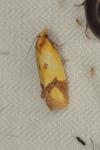 Agapeta zoegana
