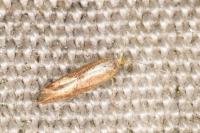 Argyresthia albistria