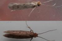 Tinea pellionella