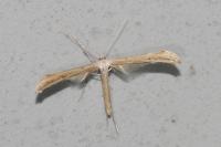 Emmelina monodactyla