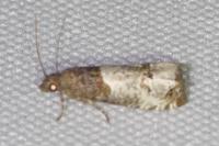 Spilonota ocellana