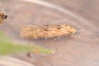 Mompha epilobiella