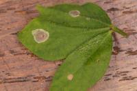 Leucoptera lotella