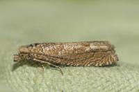 Pelochrista caecimaculana