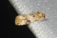 Lobesia botrana