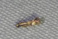 Elachista utonella