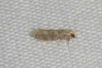 Tinea