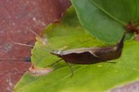 Ypsolopha dentella