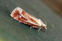 Rhyacionia buoliana