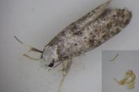 Paraswammerdamia albicapitella