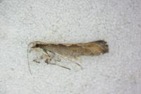 Plutella xylostella