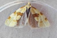 Aethes cnicana