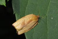 Cacoecimorpha pronubana