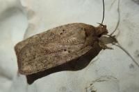 Agonopterix subpropinquella