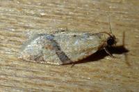 Clepsis consimilana