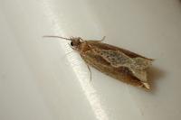 Ancylis diminutana