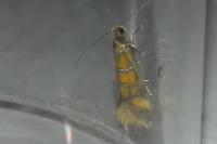 Promalactis procerella