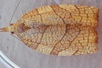 Pandemis corylana