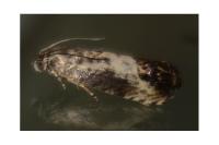 Pammene fasciana