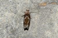 Epiblema foenella