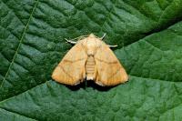 Apoda limacodes