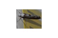 Paraswammerdamia albicapitella