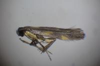 Euspilapteryx auroguttella