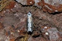 Ethmia bipunctella