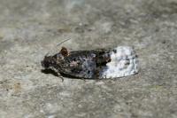 Apotomis betuletana