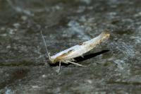 Argyresthia