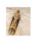 Scrobipalpa costella