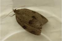 Lozotaenia forsterana