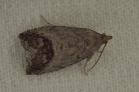 Cydia splendana