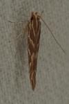 Pyroderces argyrogrammos