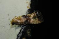 Eupoecilia angustana