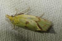 Agapeta hamana