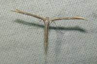 Emmelina monodactyla